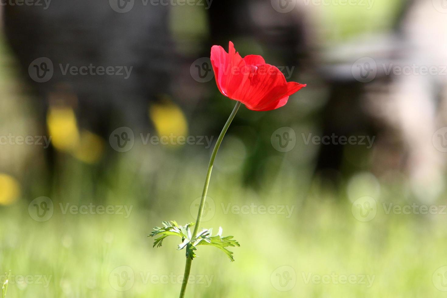 Red anemones bloom in a forest clearing. photo