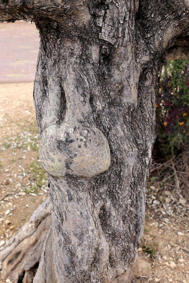 Texture of wood and tree bark. photo