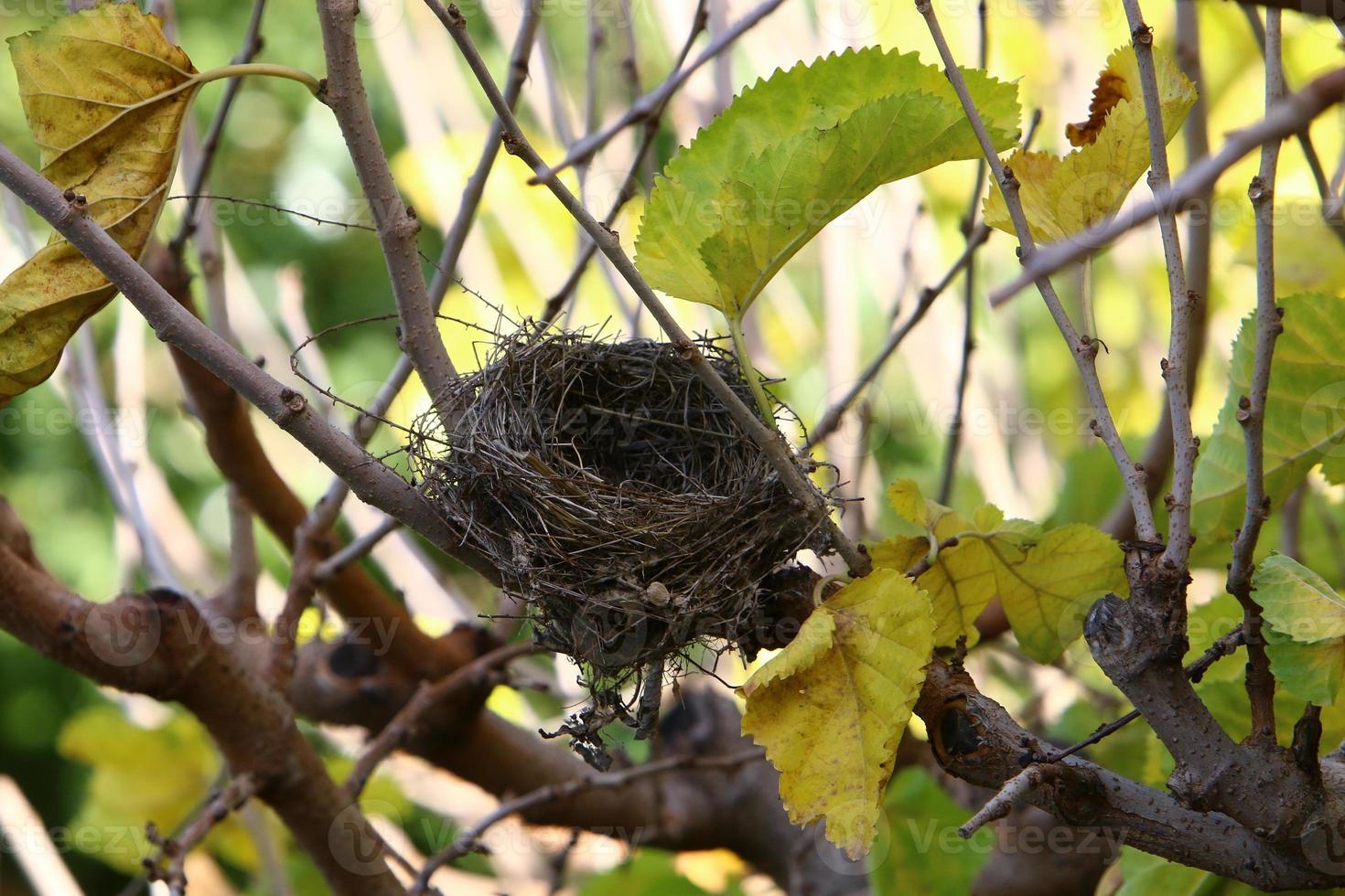 Bird's nest on a tree in the park. photo