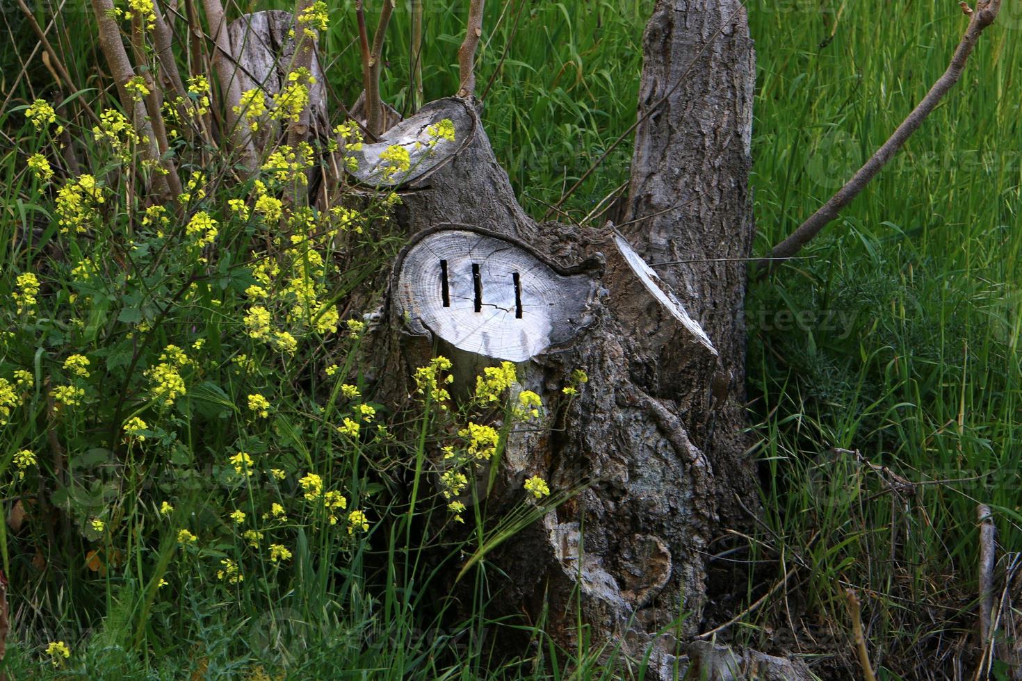 Old rotten stump in the city park. photo