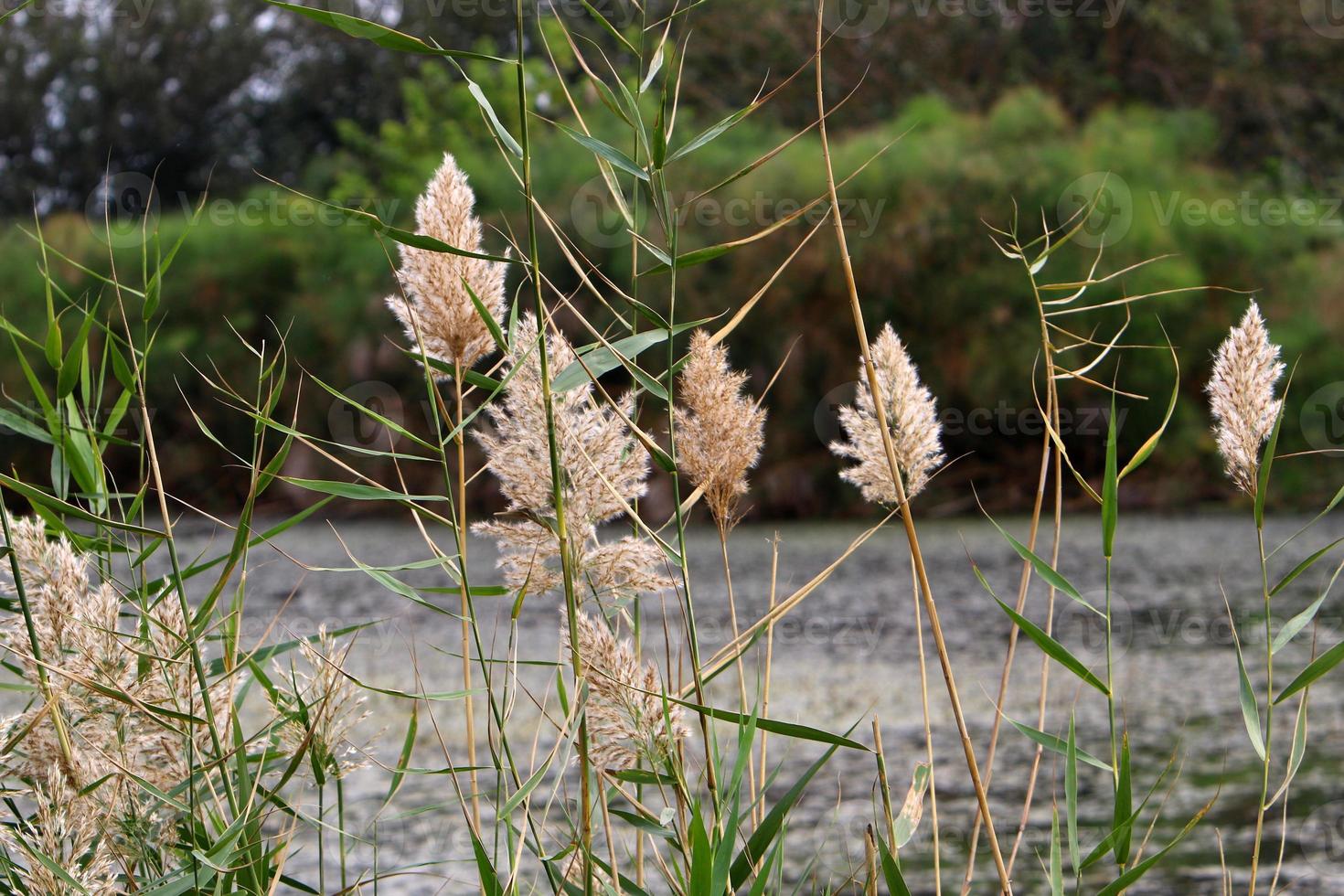 Summer flowers in a city park in Israel. photo