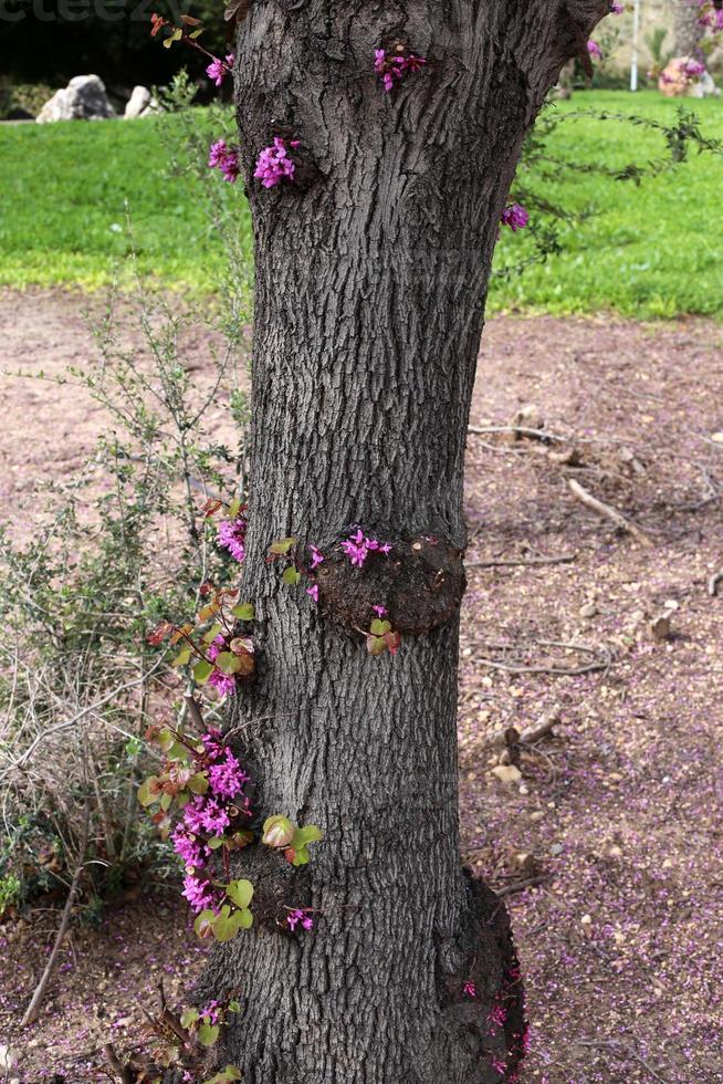 Texture of wood and tree bark. photo