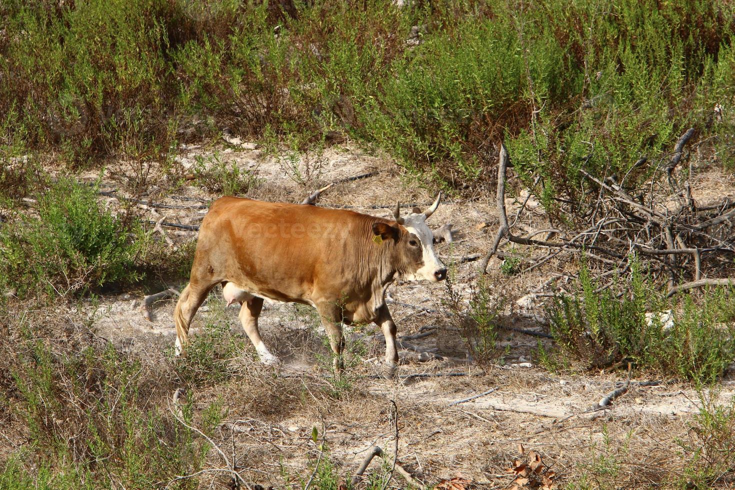 Cows graze in a forest clearing in northern Israel photo