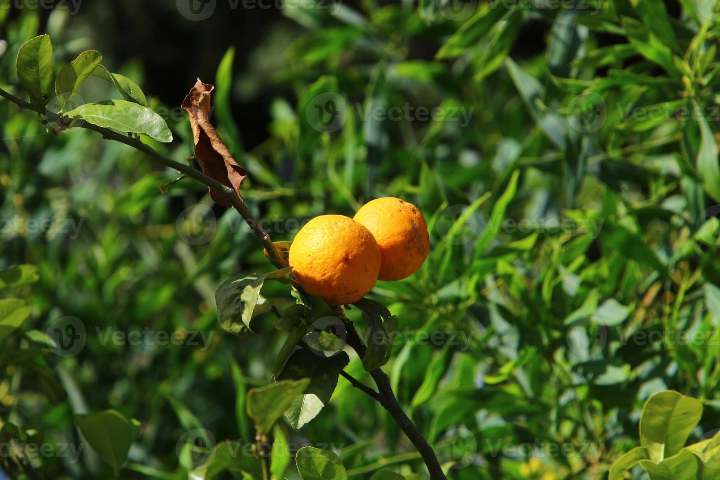 Fruits of citrus trees in the city park. photo