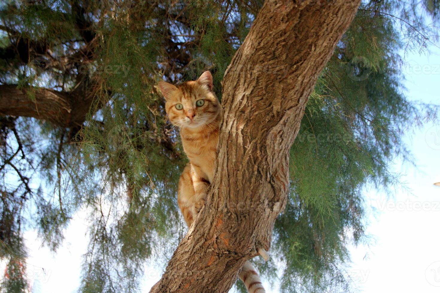 The domestic cat is a mammal of the cat family of the carnivora order. photo