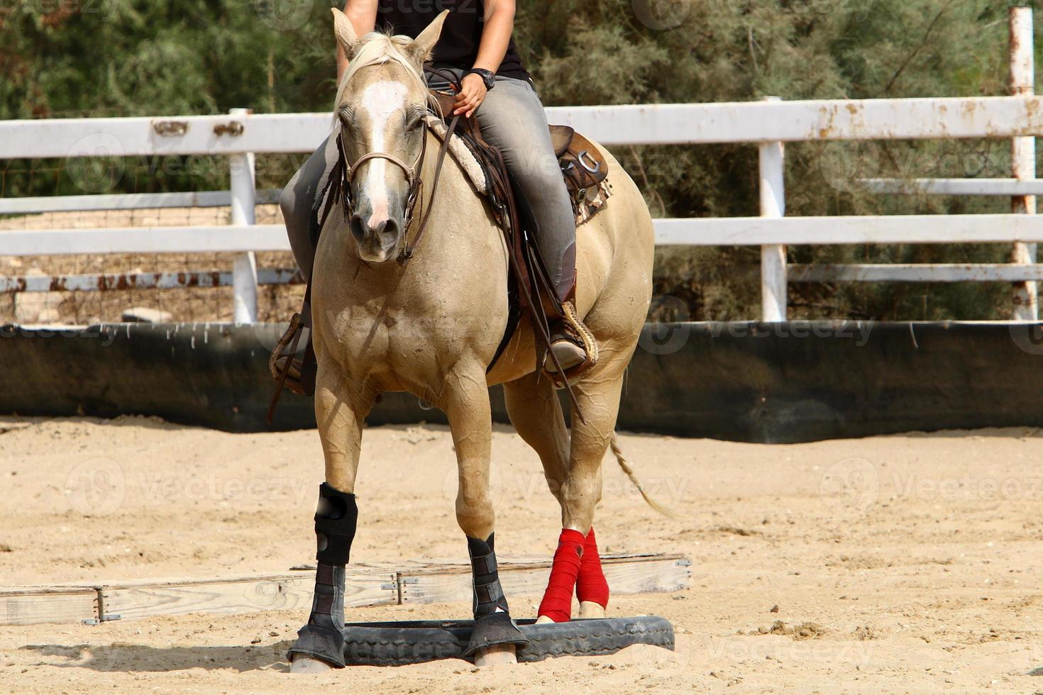 Horse at the stable in Israel. photo