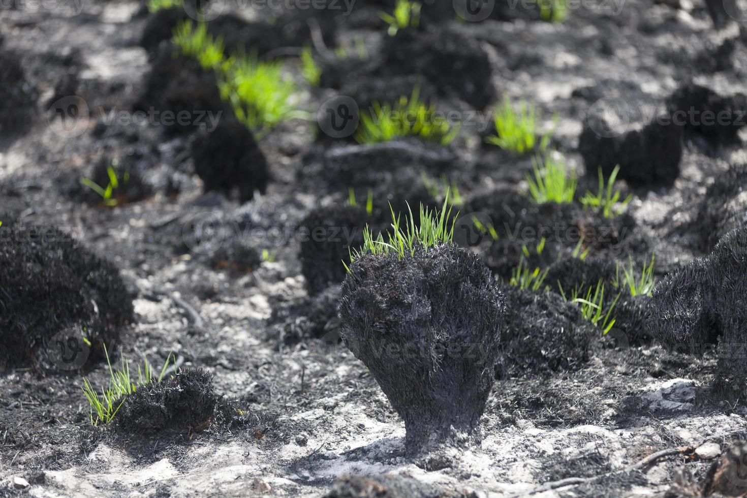 Grass growing back on the charred bog photo
