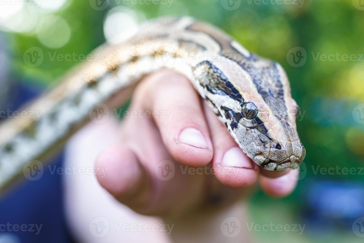 head of Reticulated python in the hands of man photo