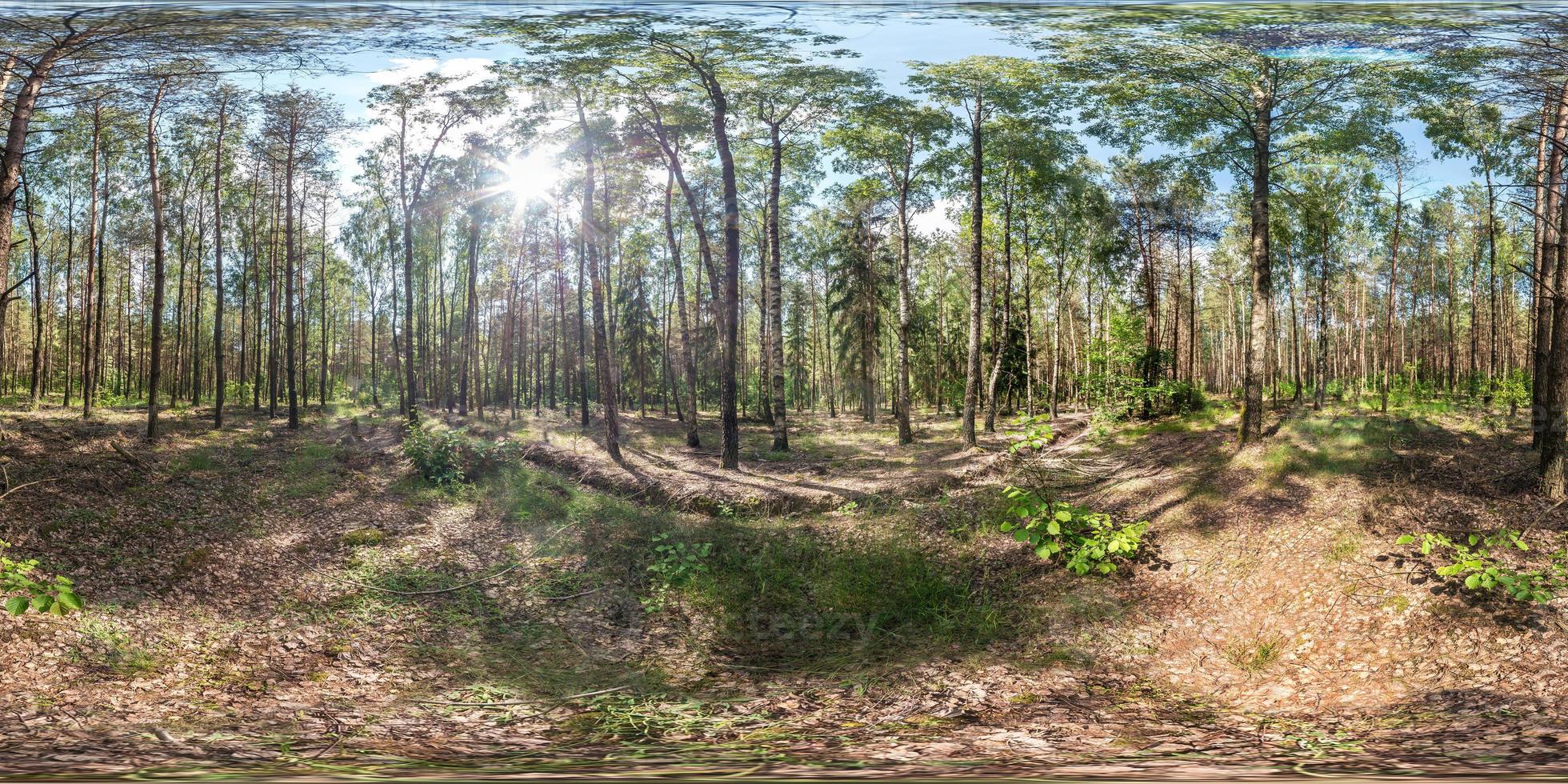 full spherical hdri panorama 360 degrees angle view on gravel pedestrian footpath and bicycle lane path in pinery forest in sunny spring day in equirectangular projection. VR AR content photo