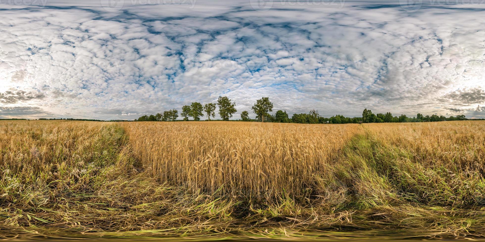 full seamless spherical hdri panorama 360 degrees angle view among rye and wheat fields in summer day with beautiful cirrocumilus clouds in equirectangular projection photo