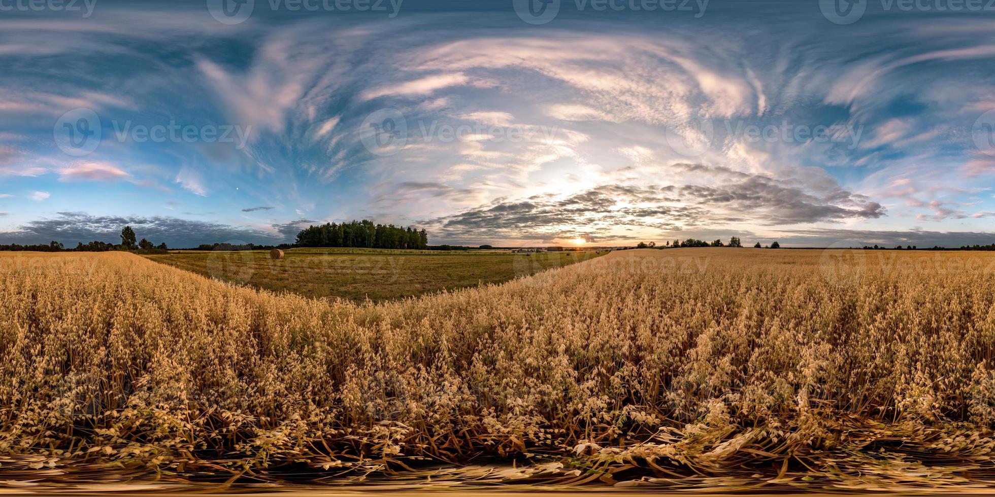 full seamless spherical hdri panorama 360 degrees angle view among oats fields in summer evening sunset with beautiful clouds in equirectangular projection. ready for VR AR virtual reality photo