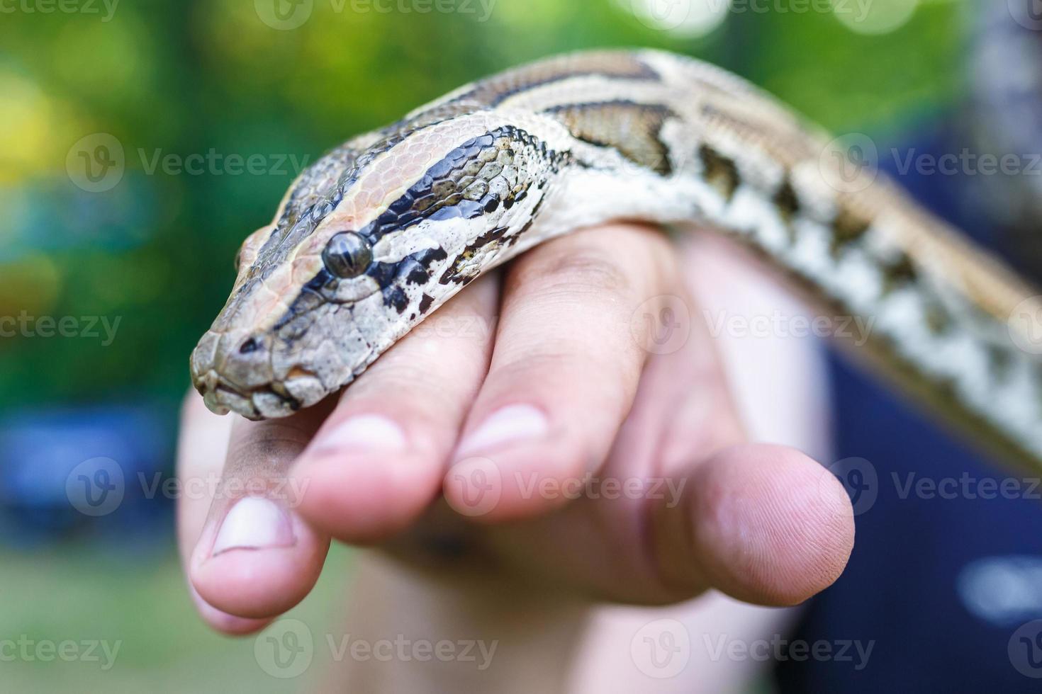 head of Reticulated python in the hands of man photo