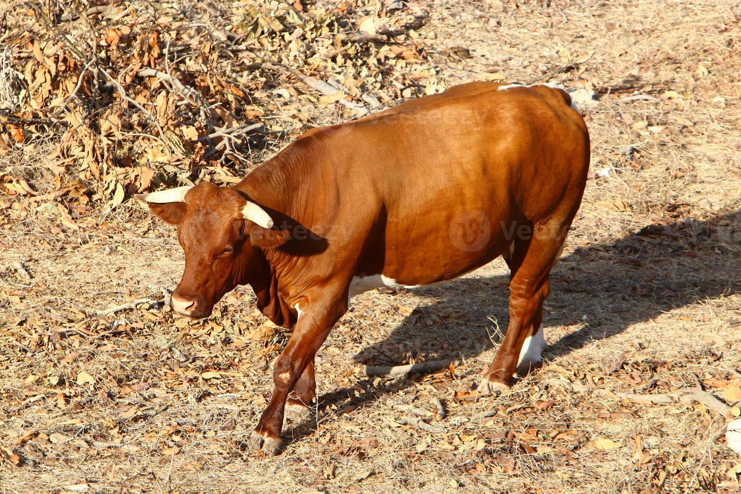 Cows graze in a forest clearing in northern Israel photo