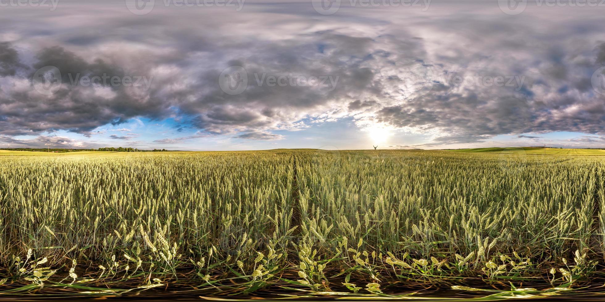 full spherical seamless hdri panorama 360 degrees angle view among rye and wheat fields in summer evening sunset with awesome clouds in equirectangular projection, ready VR AR virtual reality content photo