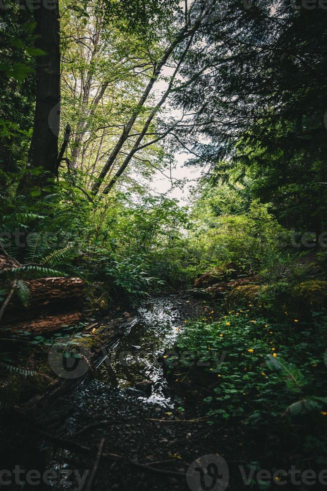 Flowing into the Lake photo