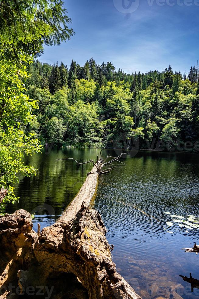 Fragrance Lake, Fallen Tree photo