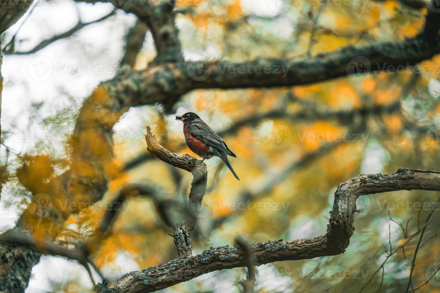 Red Robin, Yellow Leaves photo