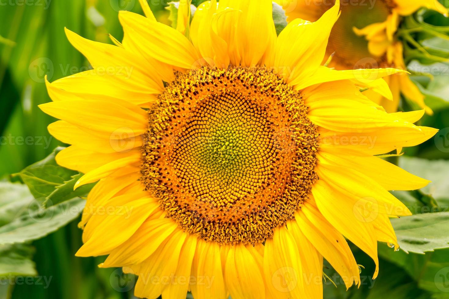 Bright yellow sunflowers in full bloom  in garden for oil improves skin health and promote cell regeneration photo