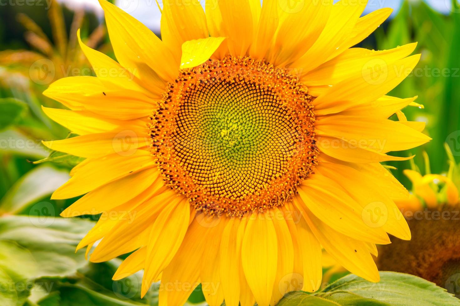 girasoles amarillos brillantes en plena floración en el jardín para que el aceite mejore la salud de la piel y promueva la regeneración celular foto