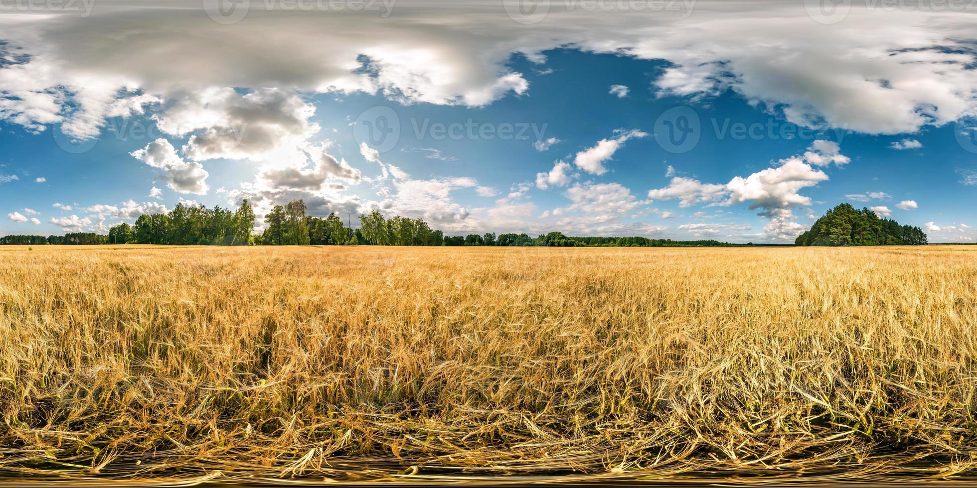 vista de ángulo de 360 grados de panorama hdri esférico completo entre campos de centeno y trigo en la puesta de sol de la tarde de verano con nubes impresionantes en proyección equirectangular, contenido de realidad virtual listo vr ar foto