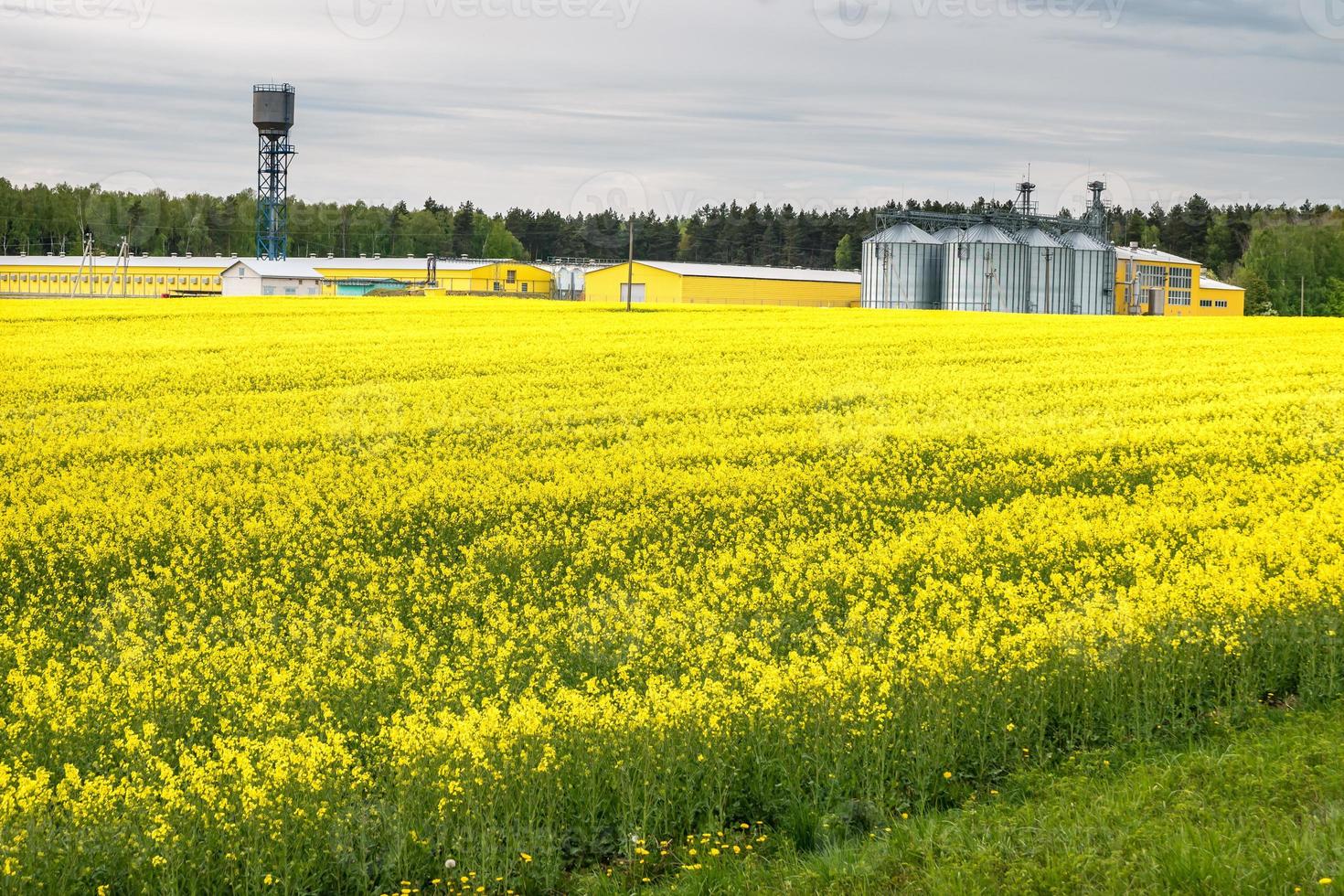 Field of flower of rapeseed, canola colza in Brassica napus on agro-processing plant for processing and silver silos for drying cleaning and storage of agricultural products, flour, cereals and grain photo