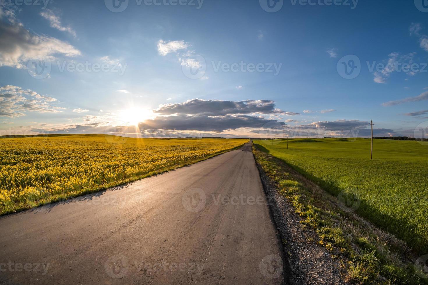 landscape of field of beautiful springtime golden flower of rapeseed with blue sky before sunset with rural road and beautiful cloud,  rapeseed is plant for green industry photo