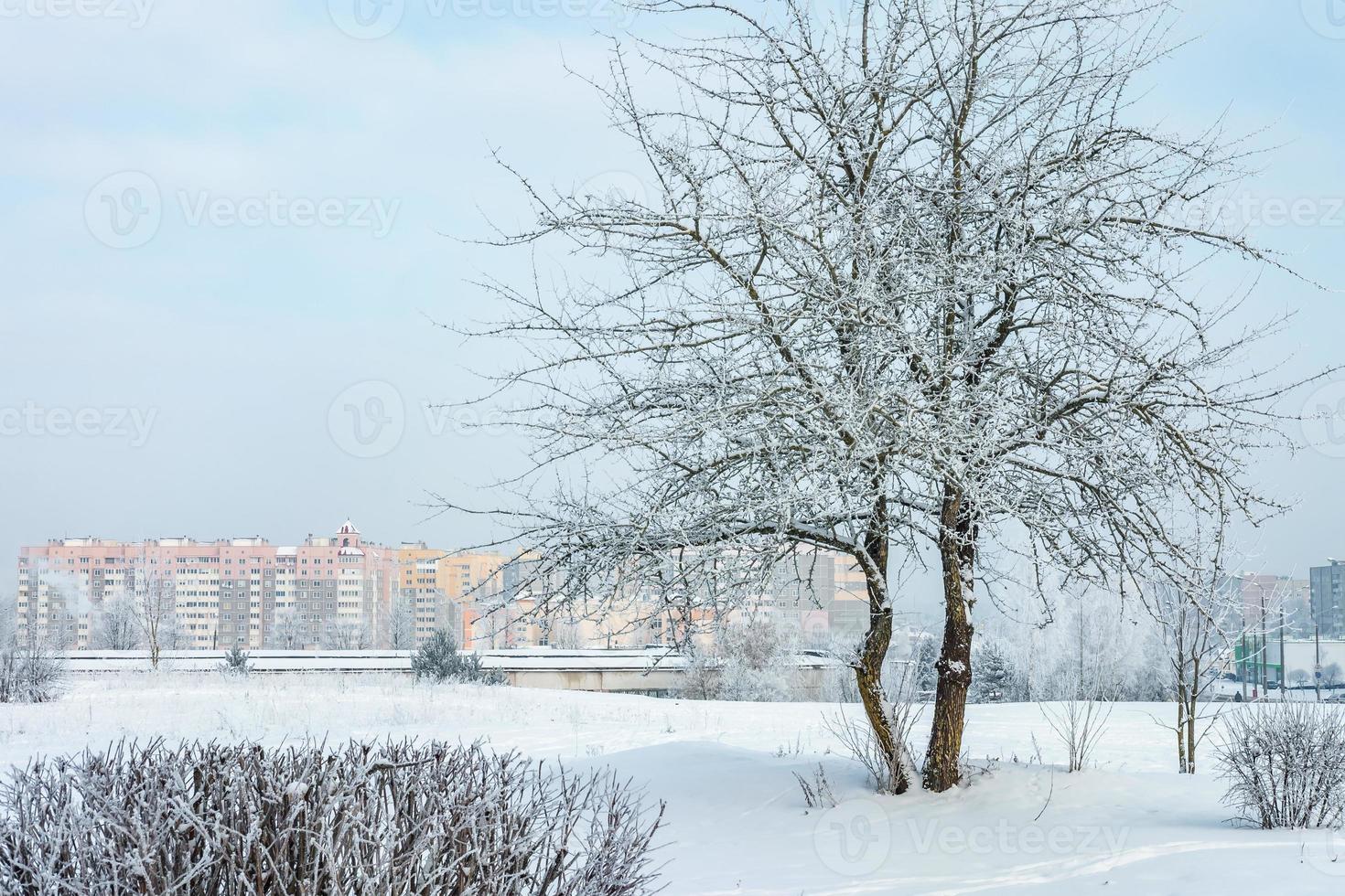 Panorama of residential area of the city on a sunny winter day with hoarfrost trees photo