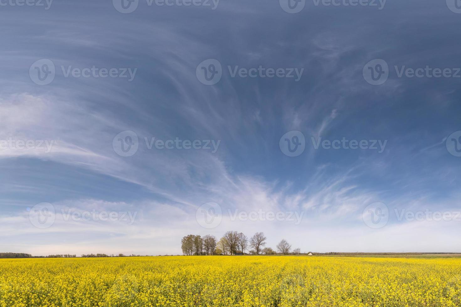 Field of beautiful springtime golden flower of rapeseed with blue sky