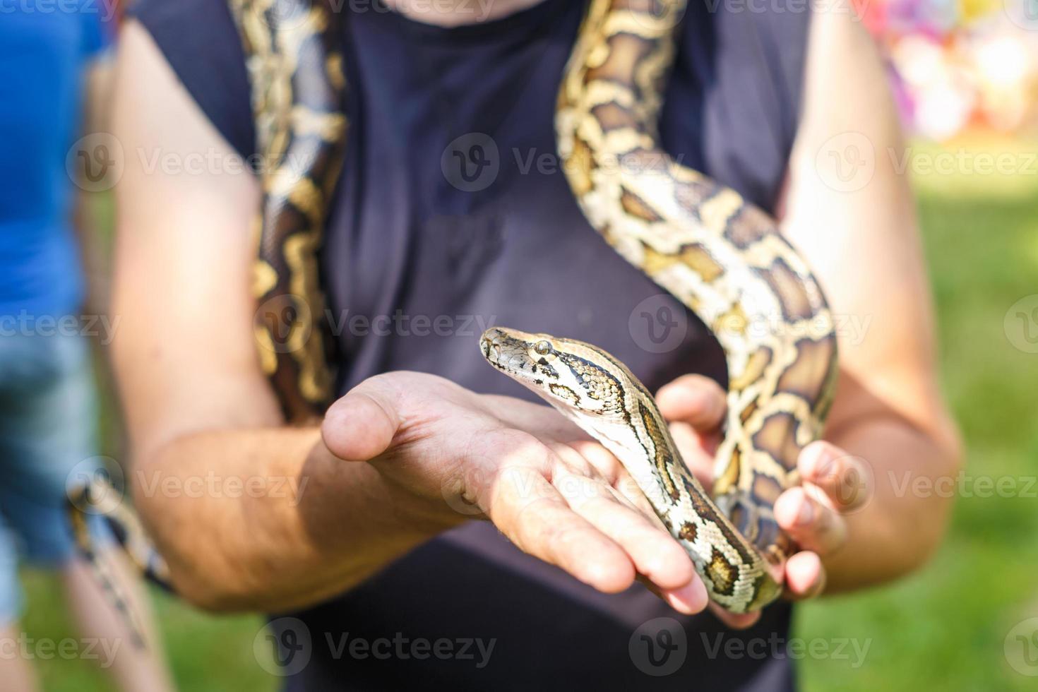 head of Reticulated python in the hands of man photo
