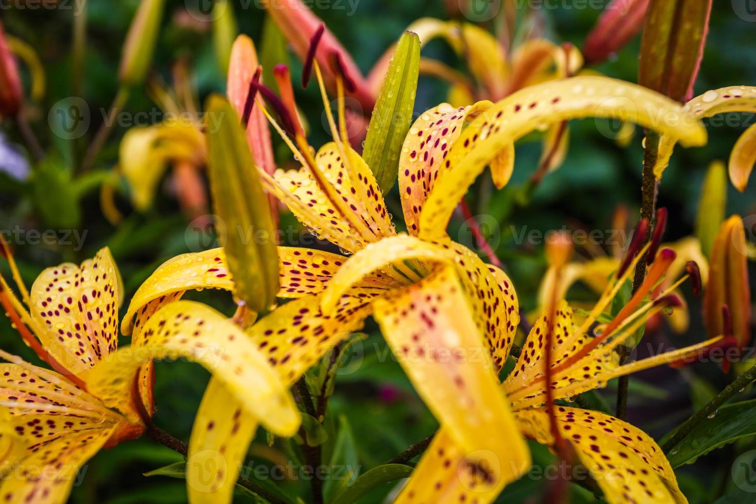 Wild yellow tiger lilies in garden. Lilium lancifolium as wallpaper or background. photo