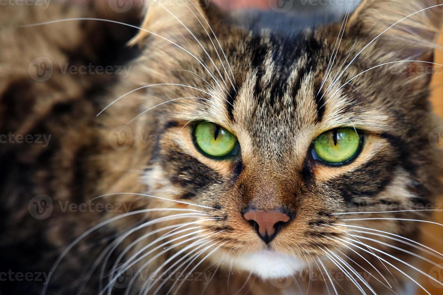 Close up portrait of long haired brown tabby cat with green eyes photo