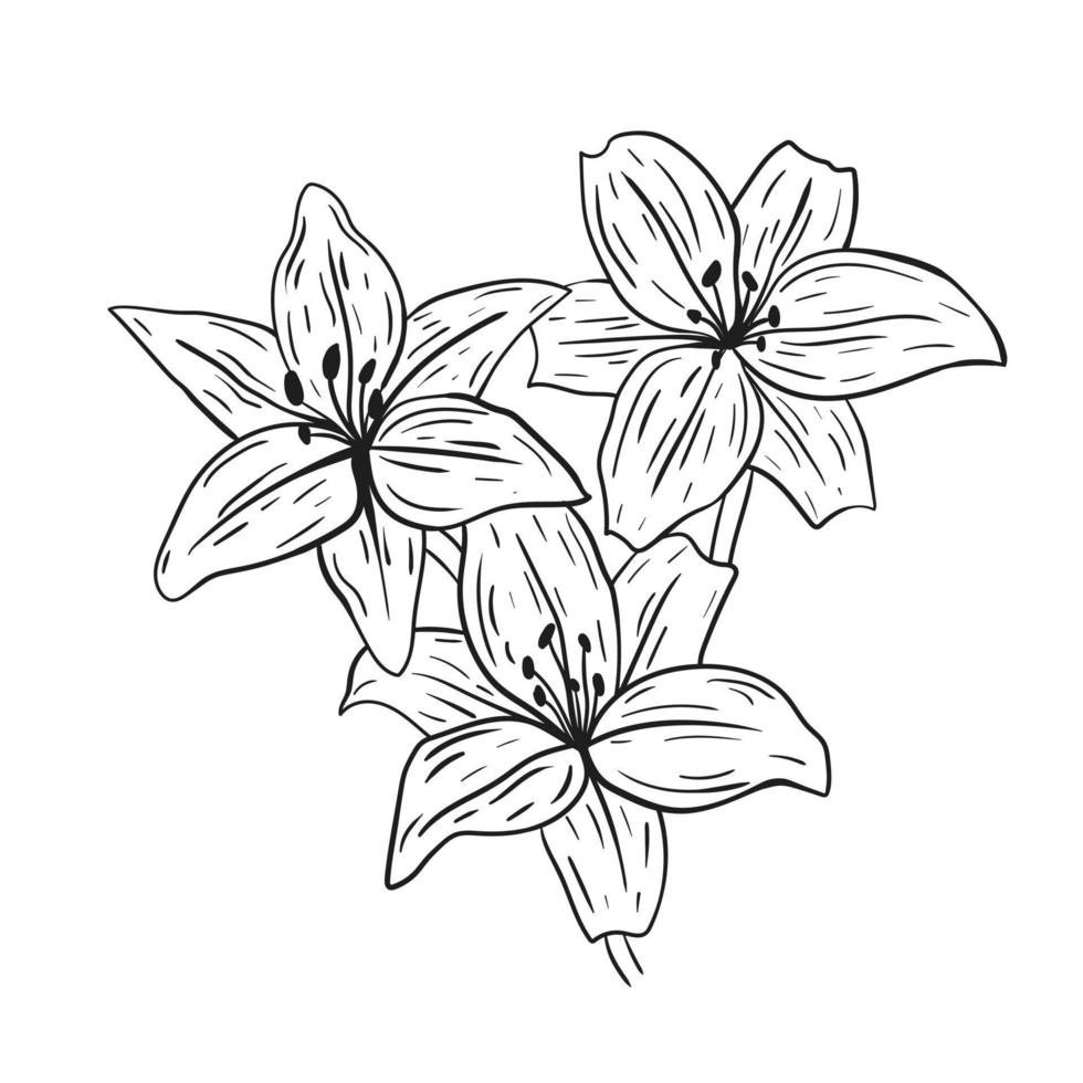 Lilium hand drawn with black lines on a white background. vector