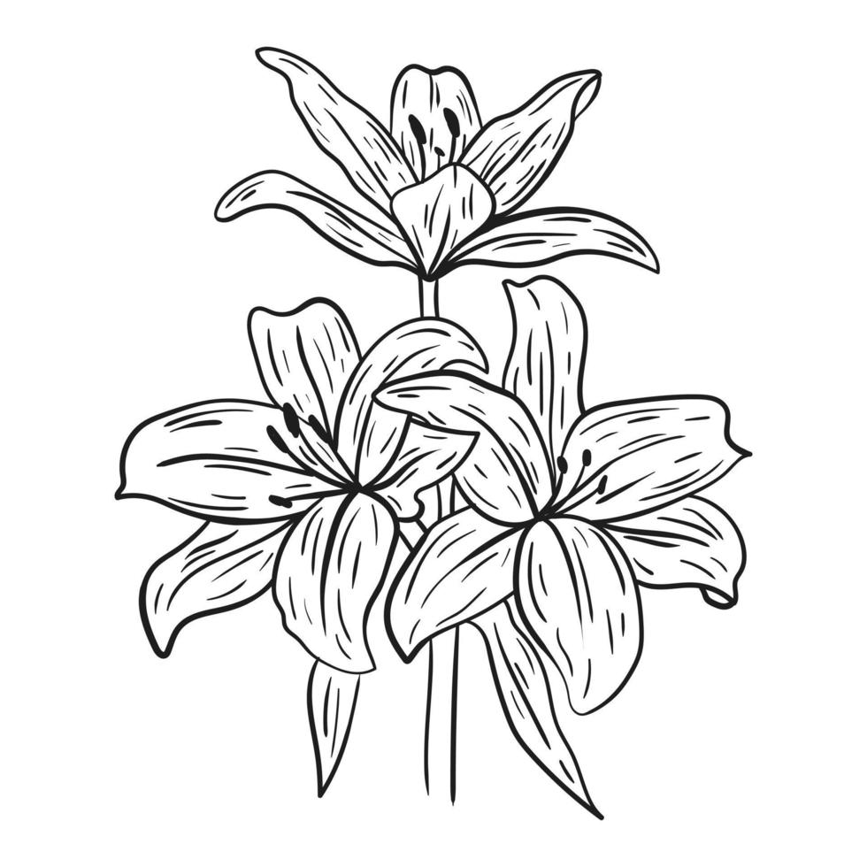 lilium dibujado a mano con líneas negras sobre un fondo blanco. vector