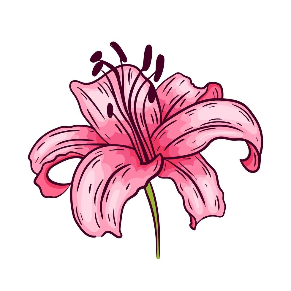 Pink lily flower, on white background, vector illustration.