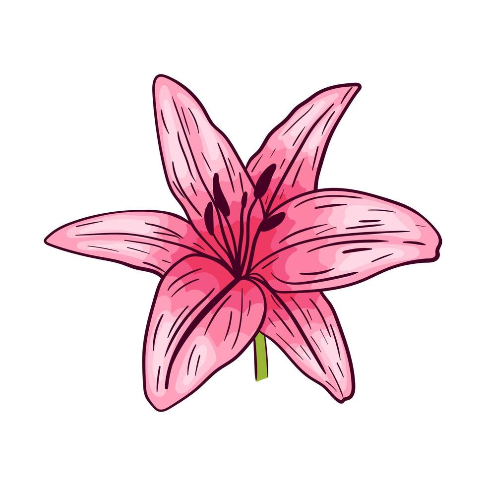 Pink lily flower, on white background, vector illustration.