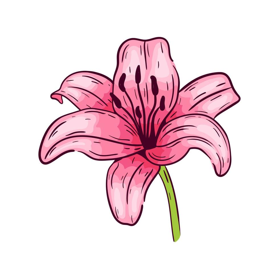 Pink lily flower, on white background, vector illustration.