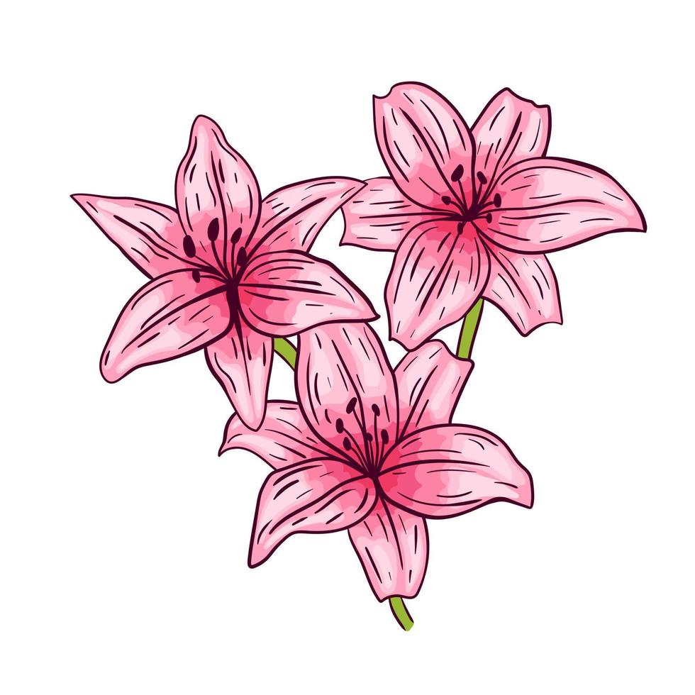 Pink lily flower, on white background, vector illustration.