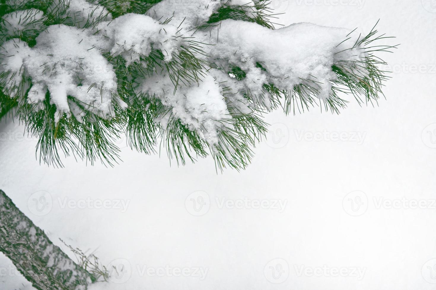 forest in the frost. Winter landscape. Snow covered trees. photo