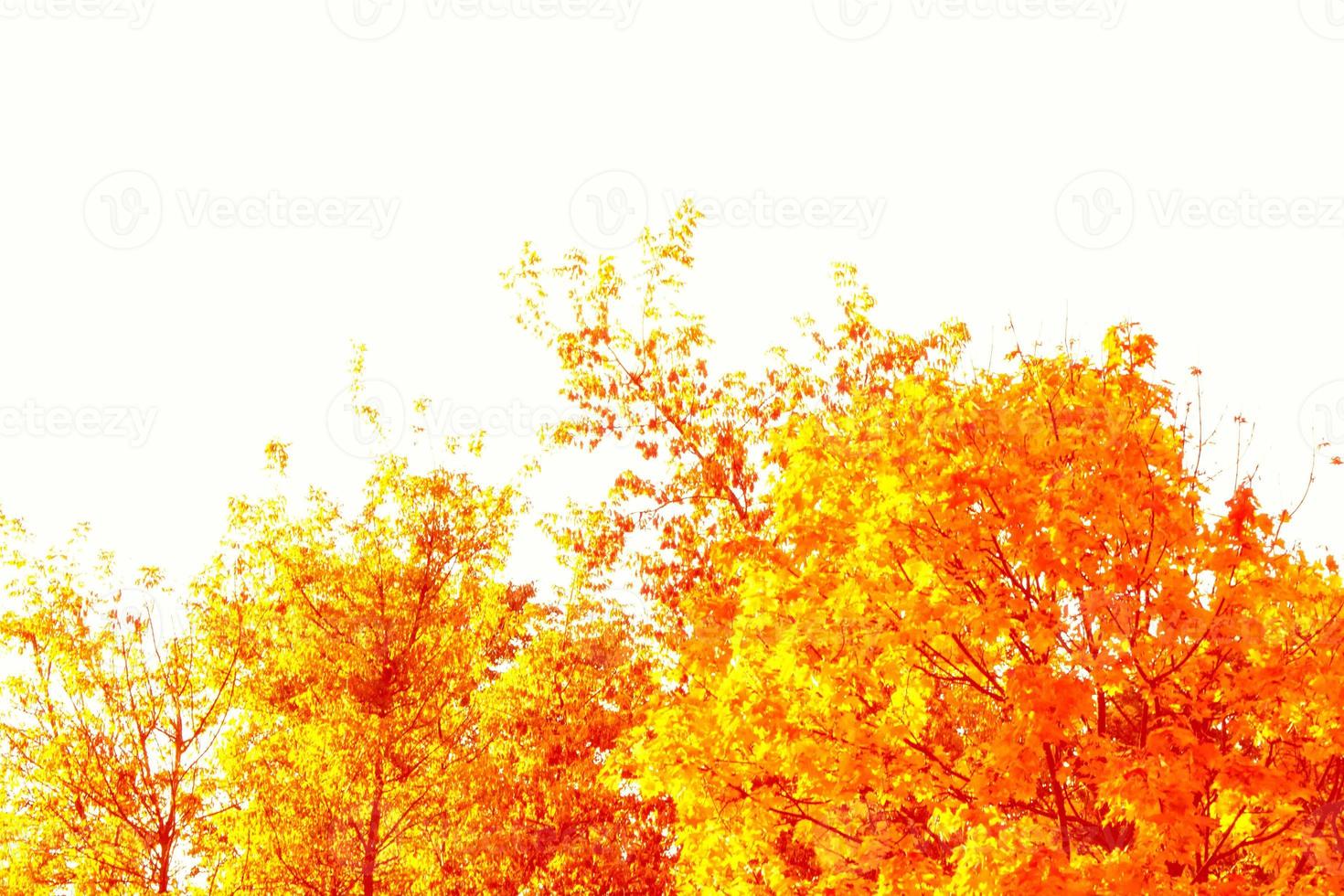 Bright colorful autumn leaves photo