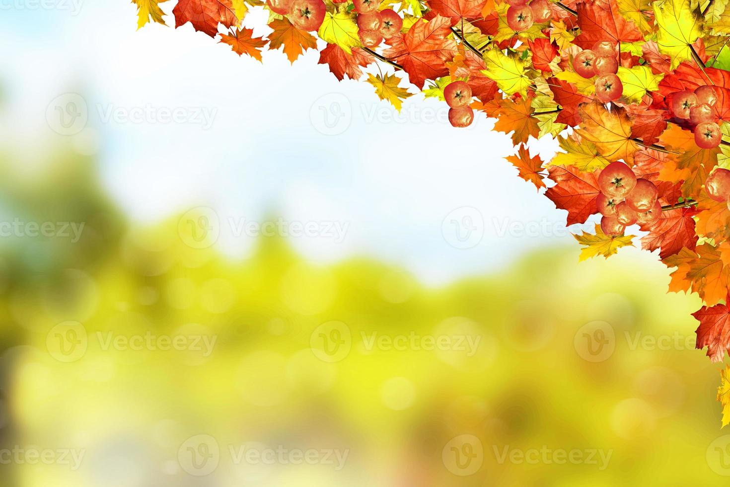 paisaje de otoño hermosas hojas arboles de colores foto