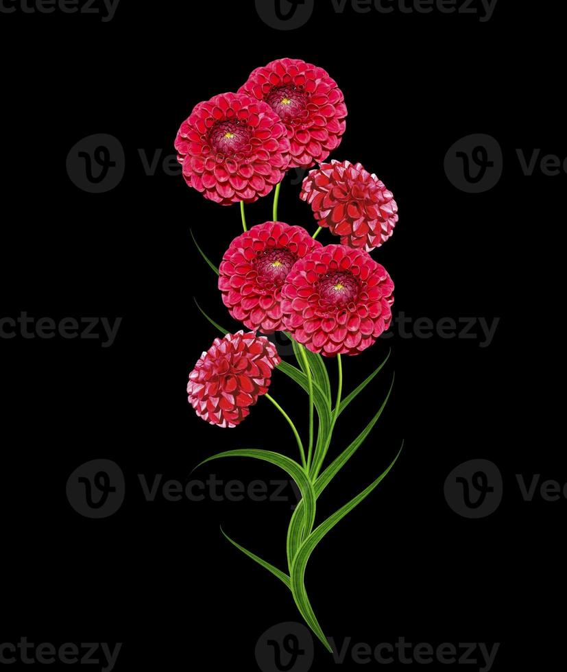 Dahlia flower isolated on black background. photo