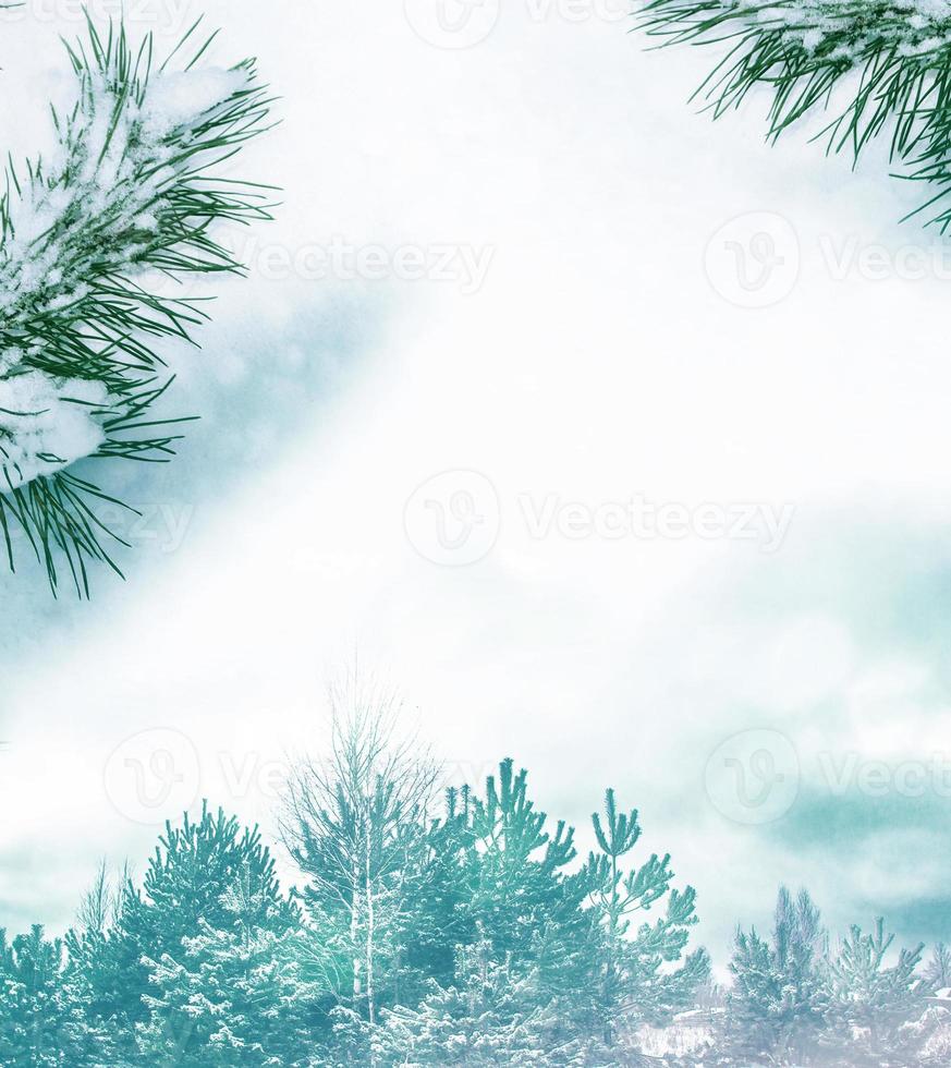 Frozen winter forest with snow covered trees. photo