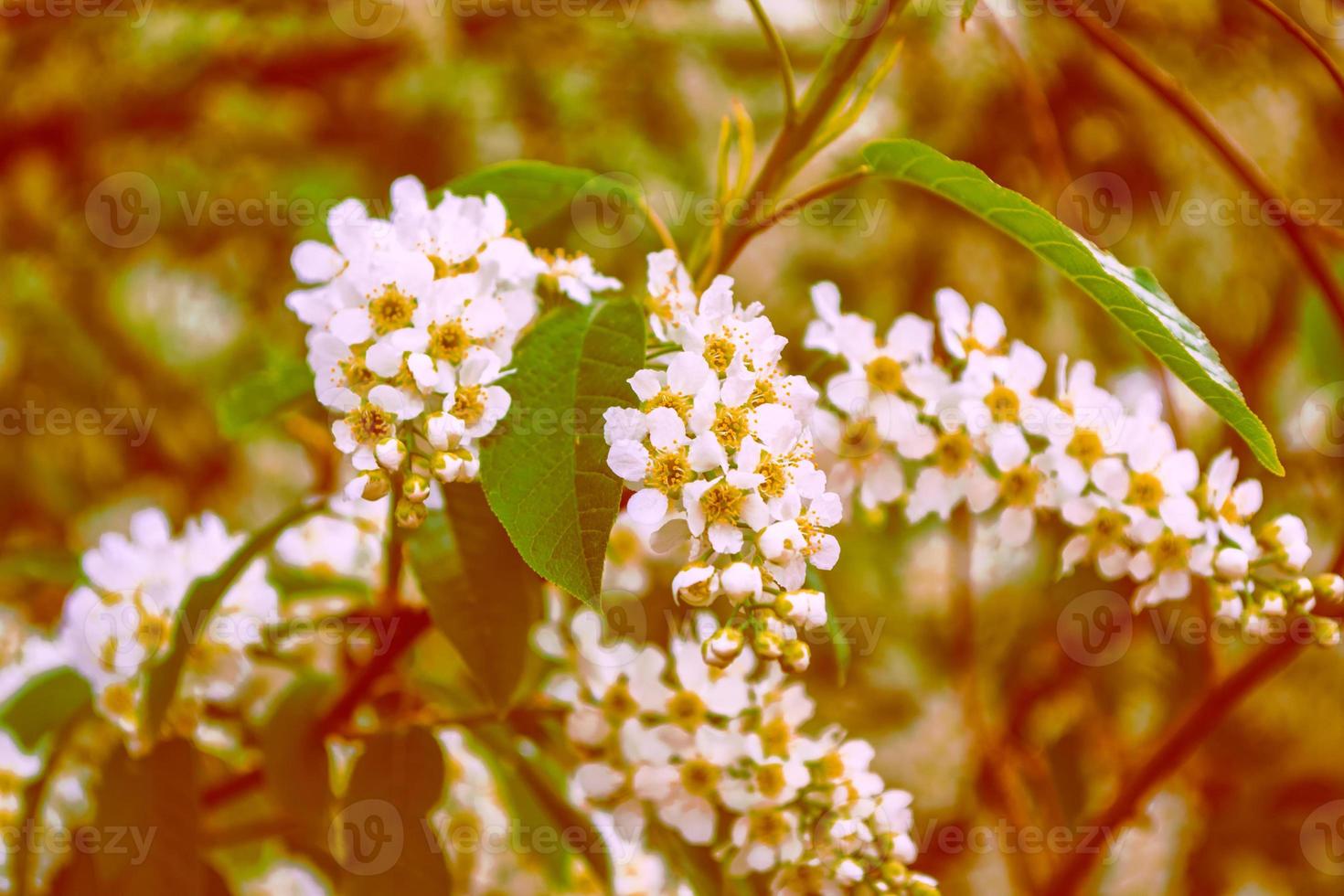 Blossoming branch cherry tree. Bright colorful spring flowers photo