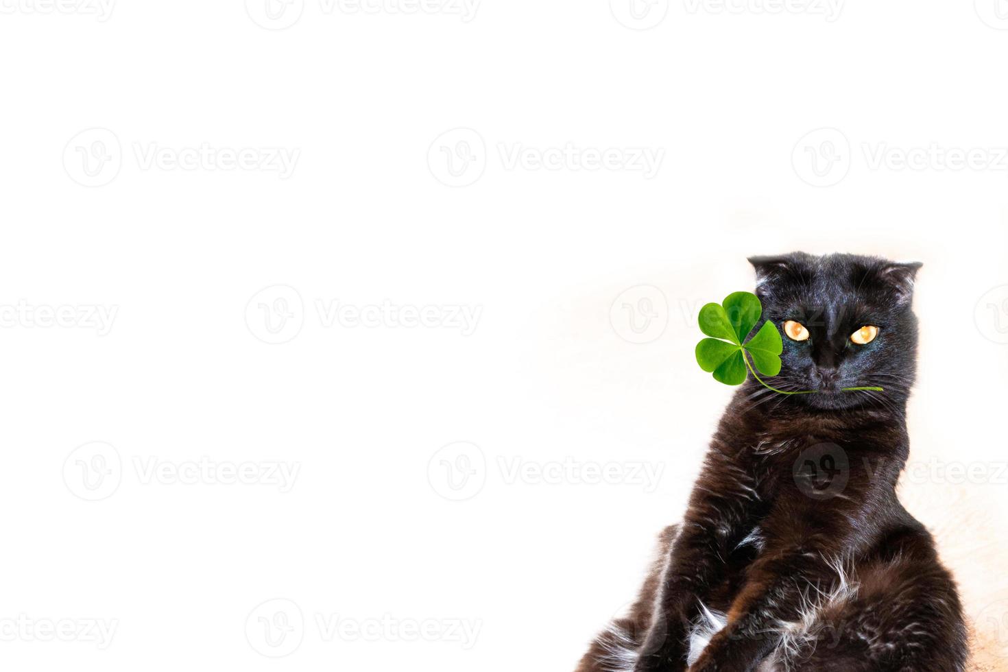 A black cat holds a sprig of green clover in its mouth. St.Patrick 's Day photo