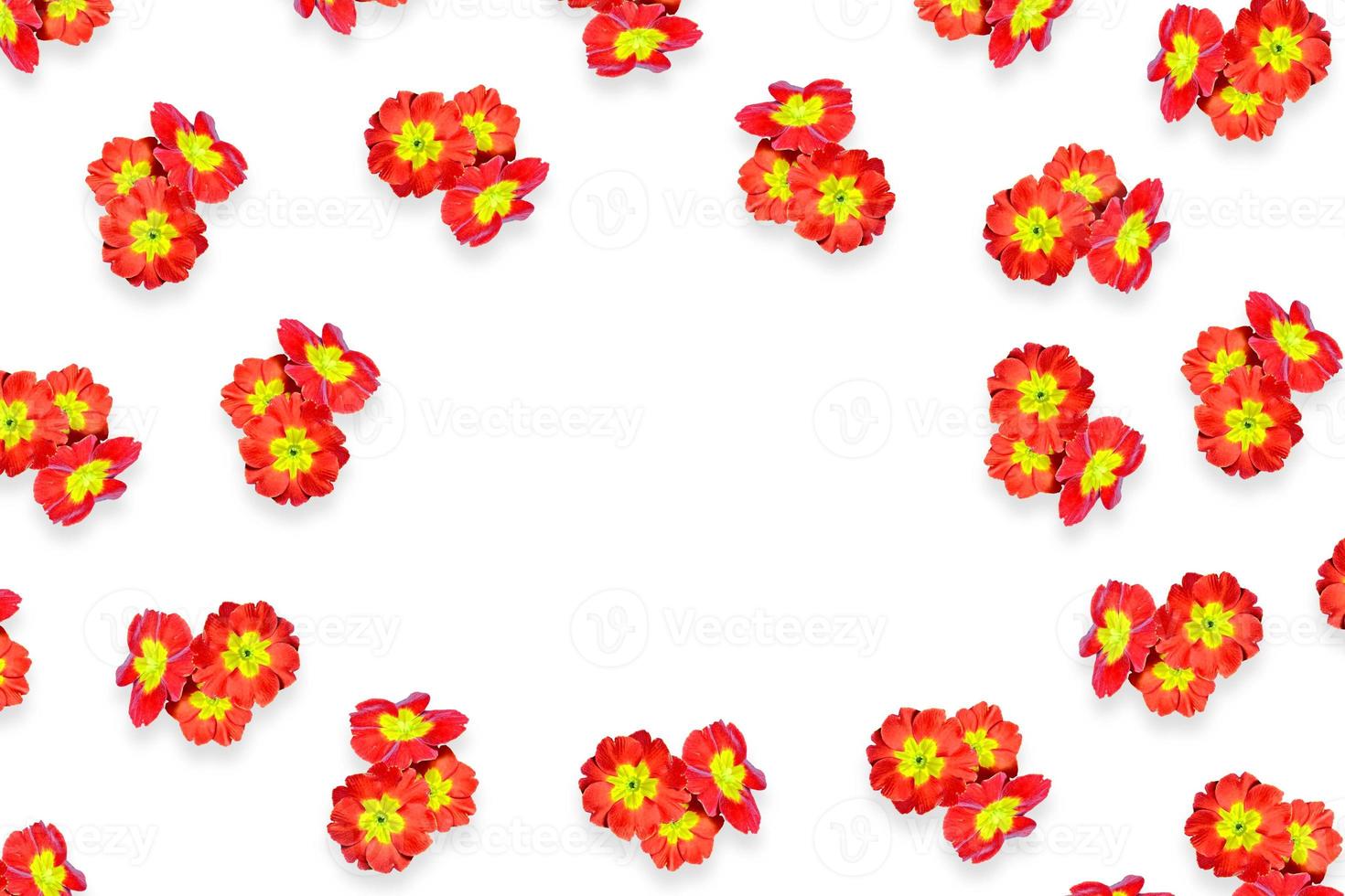 spring flowers primula photo