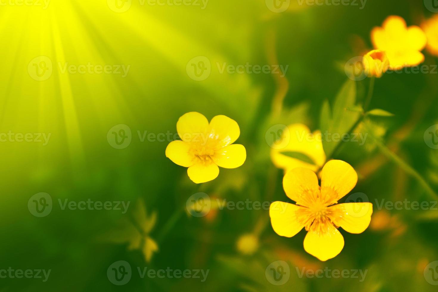 bright yellow flowers buttercups photo