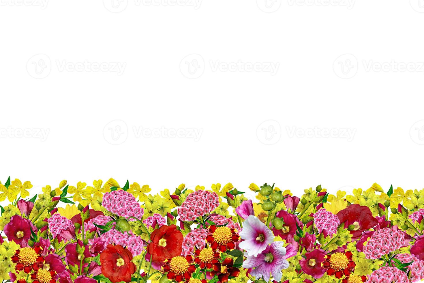 flowers isolated on white background photo