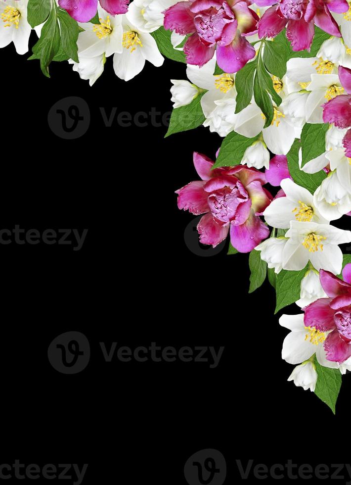 branch of jasmine flowers isolated on black background photo