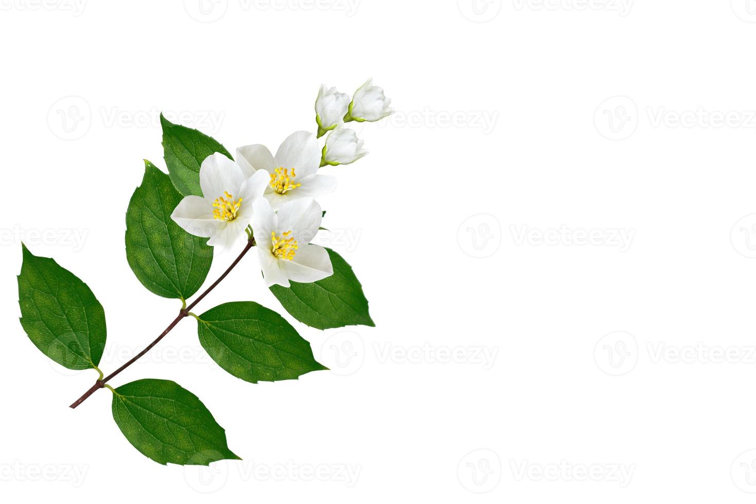 branch of jasmine flowers isolated on white background photo