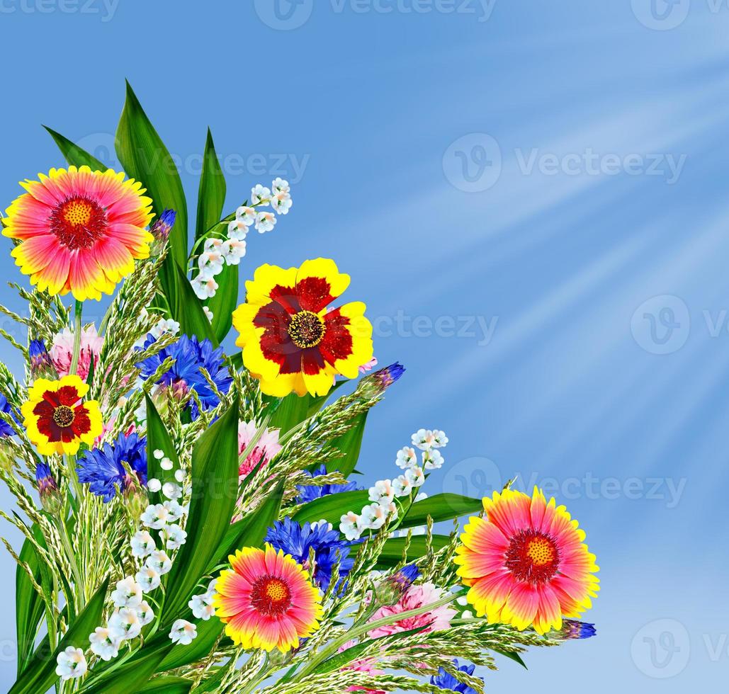 Colorful flowers of the field on a background of blue sky with clouds photo